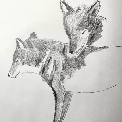 a pencil drawing of two wolves grooming each other